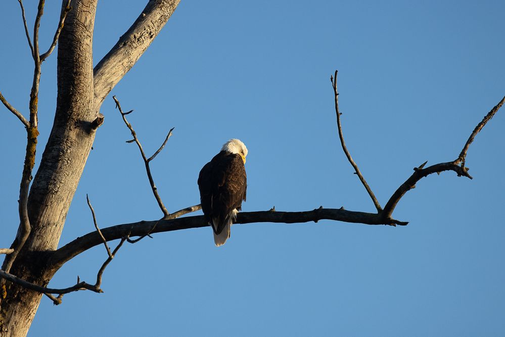 Bald eagle