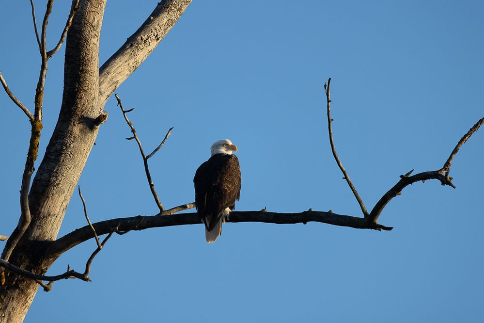 Bald eagle