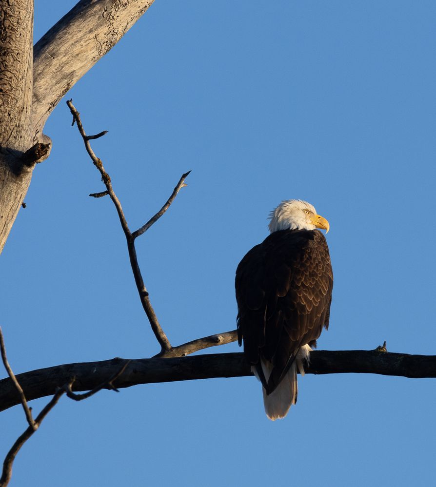 Bald eagle