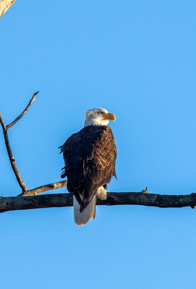 Bald eagle