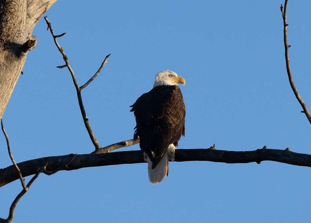 Bald eagle