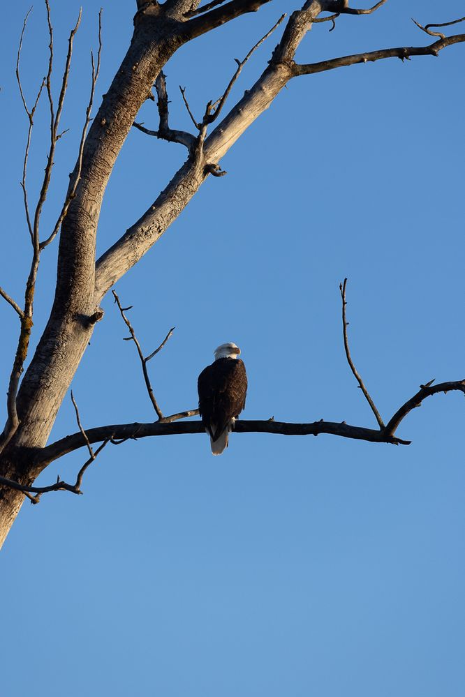 Bald eagle