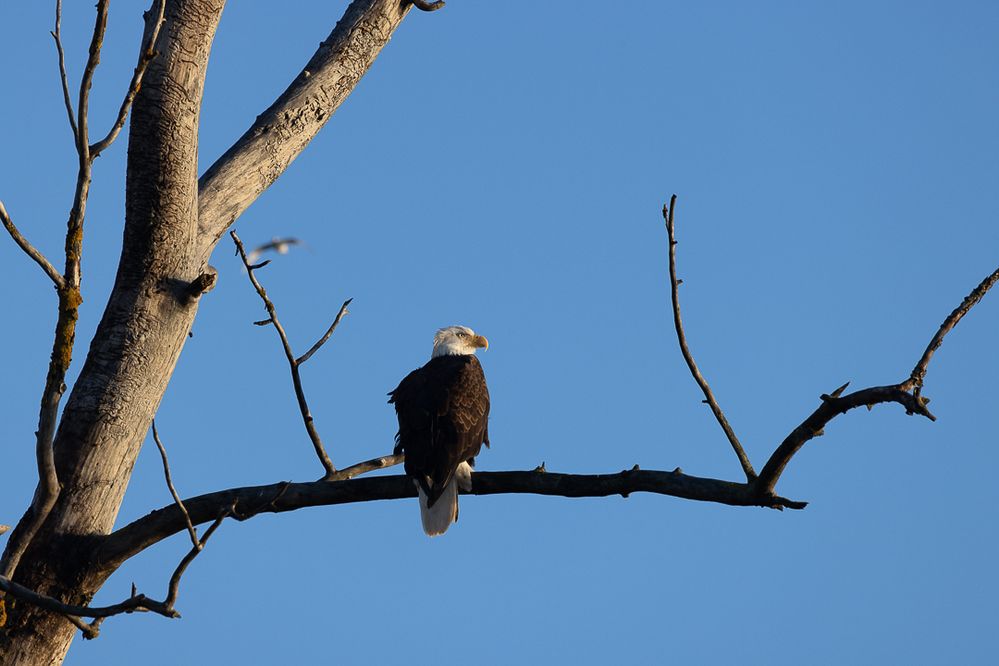 Bald eagle