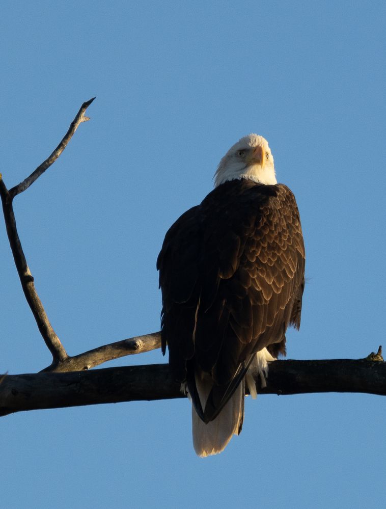 Bald eagle F11 1/500 ISO 640