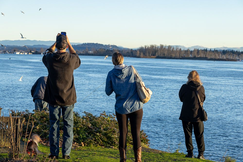 Bald eagles do attract a lot of attention :)