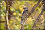 Blue Jay (Cyanocitta cristata) on a Virginia Creeper (Parthenocissus quinquefolia) vine in Norman, Oklahoma, United States on October 27, 2024 ; EF100-400mm f/4.5-5.6L IS II USM ; Focus Distance Lower	12.46 m ; Focus Distance Upper	15.12 m