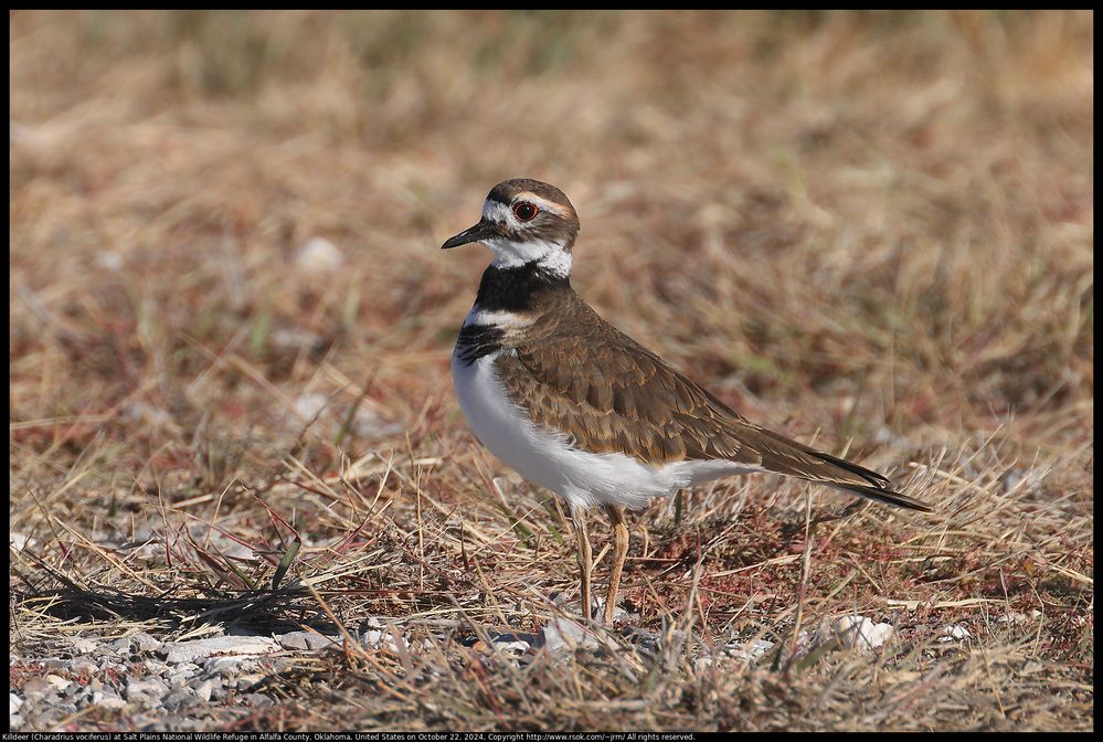 Killdeer (Charadrius vociferus) at Salt Plains National Wildlife Refuge in Alfalfa County, Oklahoma, United States on October 22, 2024 ; EF100-400mm f/4.5-5.6L IS II USM +2x III ; Focus Distance Lower	18.82 m ; Focus Distance Upper	24.09 m