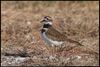 Killdeer (Charadrius vociferus) at Salt Plains National Wildlife Refuge in Alfalfa County, Oklahoma, United States on October 22, 2024 ; EF100-400mm f/4.5-5.6L IS II USM +2x III ; Focus Distance Lower	18.82 m ; Focus Distance Upper	24.09 m