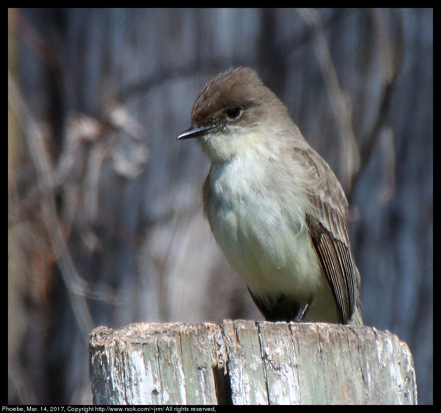 Phoebe, Mar. 14, 2017 ; The reason that the focal length is listed as 600mm for a 300mm lens is that a Kenko Teleplus HD C-AF 2X DGX teleconverter was attached. This was taken hand held while sitting on a chair in the shade. The gimp gmic plugin Richardson-Lucy deconvolution was used to remove small aperture diffraction blur. F/11 is wide open for this combination of lens and teleconverter. F/16.0 give greater depth of field. Focus was manual. After cropping and resizing to 50%, an unsharp mask was applied.