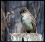 Phoebe, Mar. 14, 2017 ; The reason that the focal length is listed as 600mm for a 300mm lens is that a Kenko Teleplus HD C-AF 2X DGX teleconverter was attached. This was taken hand held while sitting on a chair in the shade. The gimp gmic plugin Richardson-Lucy deconvolution was used to remove small aperture diffraction blur. F/11 is wide open for this combination of lens and teleconverter. F/16.0 give greater depth of field. Focus was manual. After cropping and resizing to 50%, an unsharp mask was applied.