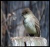 Phoebe, Mar. 14, 2017 ; The reason that the focal length is listed as 600mm for a 300mm lens is that a Kenko Teleplus HD C-AF 2X DGX teleconverter was attached. This was taken hand held while sitting on a chair in the shade. The gimp gmic plugin Richardson-Lucy deconvolution was used to remove small aperture diffraction blur. F/11 is wide open for this combination of lens and teleconverter. F/16.0 give greater depth of field. Focus was manual. After cropping and resizing to 50%, an unsharp mask was applied.