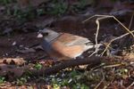 Dark-eyed Junco (Pink-sided) Junco hyemalis mearnsi in Norman, Oklahoma, United States on December 29, 2024