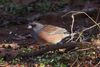 Dark-eyed Junco (Pink-sided) Junco hyemalis mearnsi in Norman, Oklahoma, United States on December 29, 2024