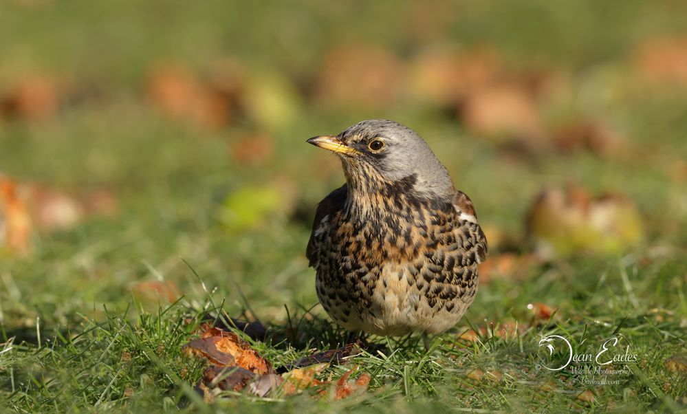 Fieldfare