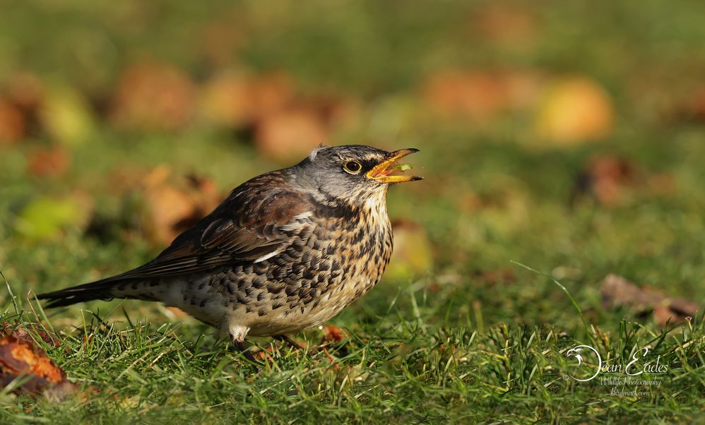 Fieldfare