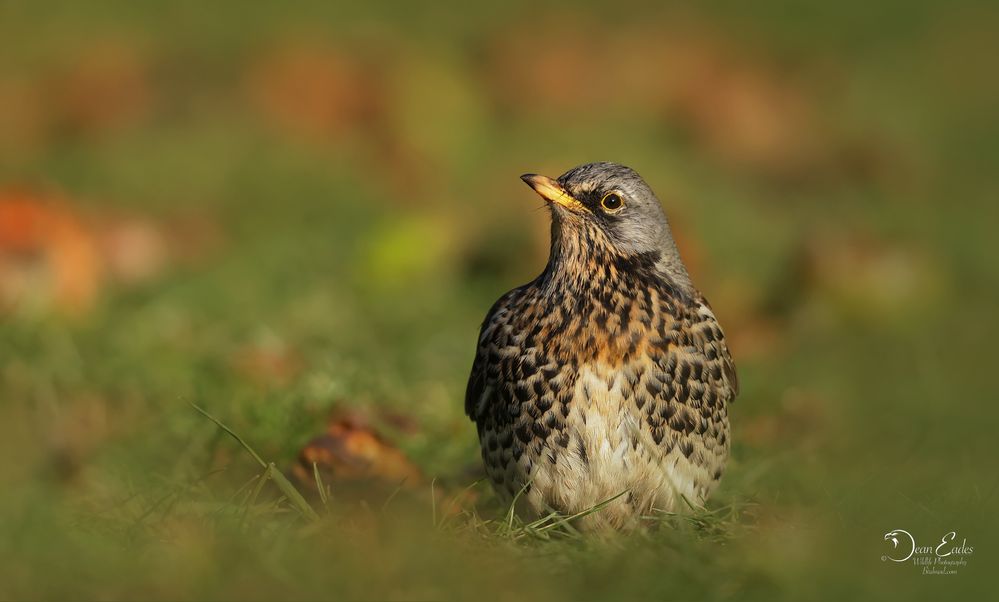 Fieldfare