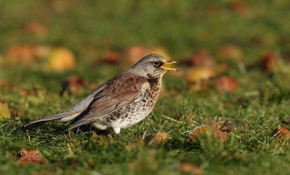 Fieldfare