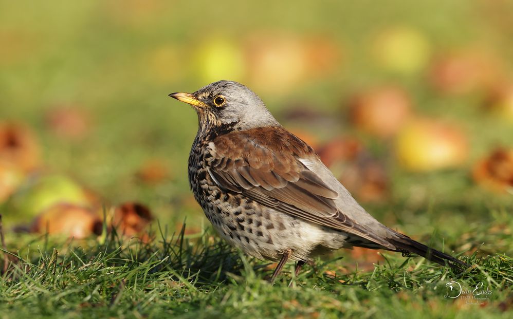 Fieldfare