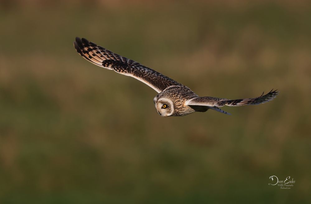 Short eared owl