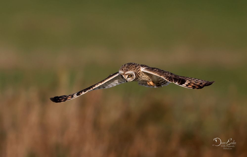 Short eared owl