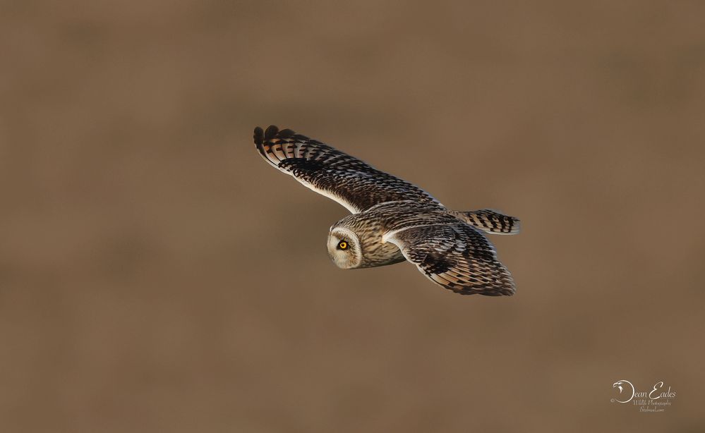 Short eared owl