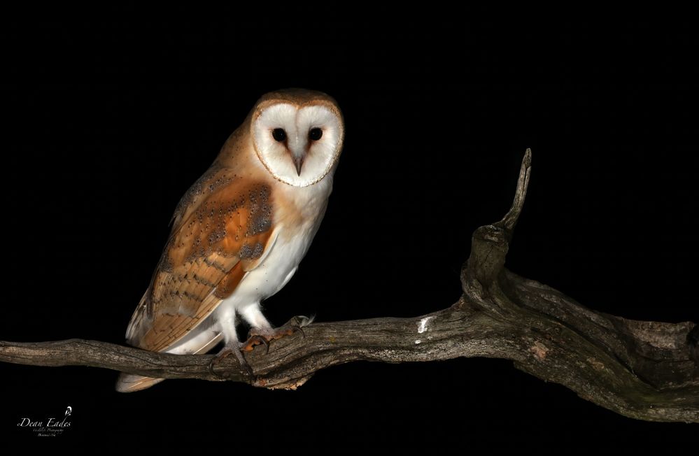 Barn owl