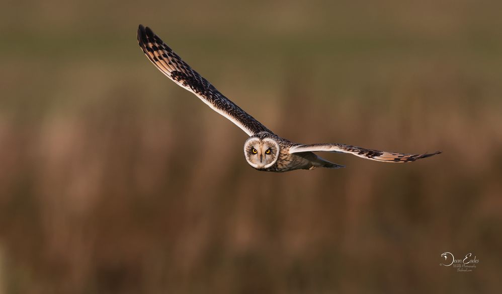 Short eared owl