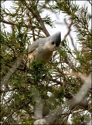 Tufted Titmouse.jpg