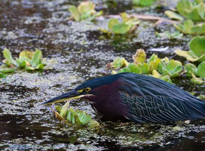 Tri colored Heron (2).jpg