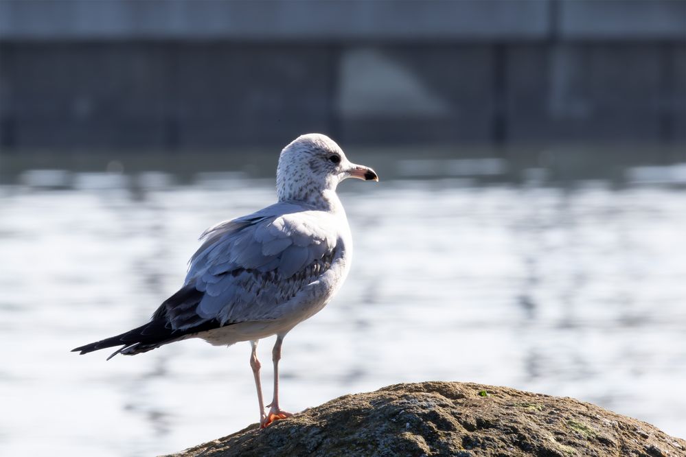 Young Gull  R6 Mrk2  RF200-800@800mm   ISO-1250   SS 1/200s