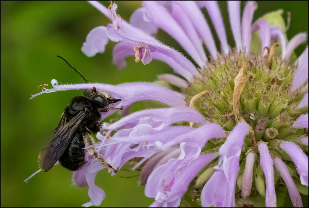 Two-spotted longhorn bee.jpg