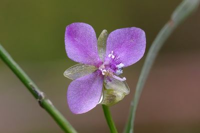 Murdannia nudiflora EF100-1a.JPG