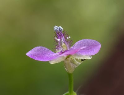 Murdannia nudiflora-2a.JPG