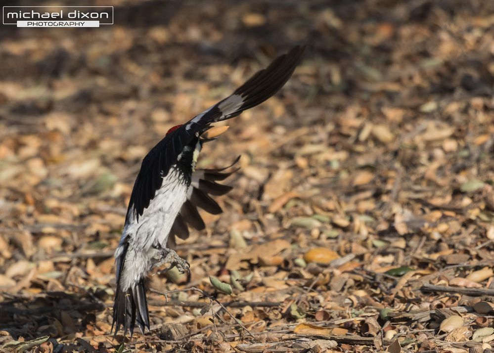 woodpecker_acorn_7x5_03.jpg