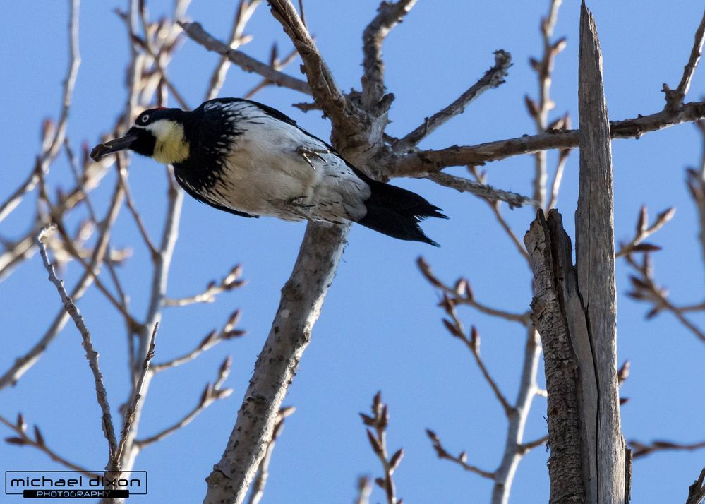 woodpecker_acorn_7x5_01.jpg