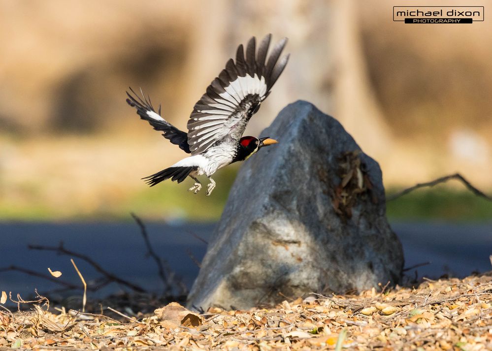 woodpecker_acorn_7x5_04.jpg