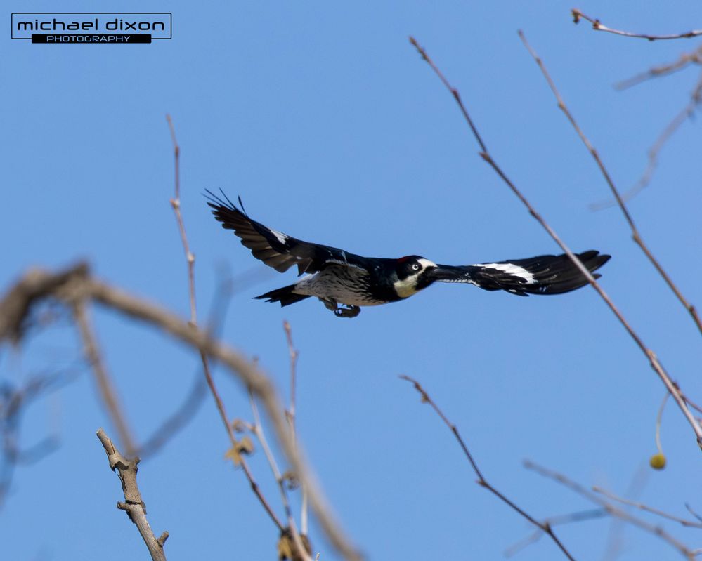 woodpecker_acorn_5x4_05.jpg