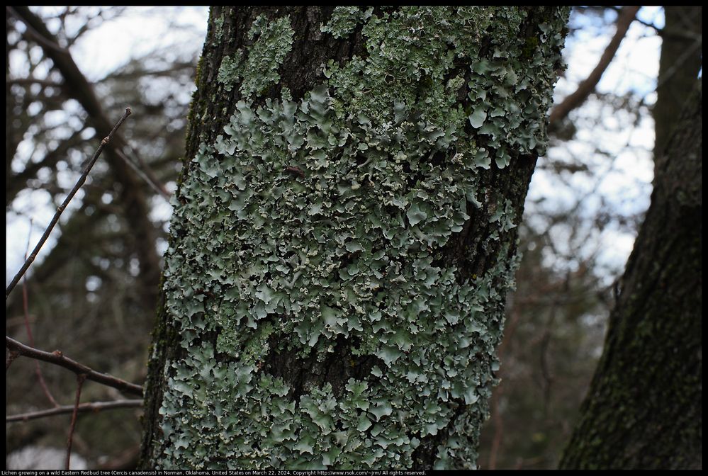 Lichen growing on a wild Eastern Redbud tree (Cercis canadensis) in Norman, Oklahoma, United States on March 22, 2024 ; F Number 8.0 ; ISO 800 ; 1/128 second ; EOS R5