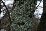 Lichen growing on a wild Eastern Redbud tree (Cercis canadensis) in Norman, Oklahoma, United States on March 22, 2024 ; F Number 8.0 ; ISO 800 ; 1/128 second ; EOS R5