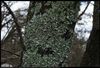 Lichen growing on a wild Eastern Redbud tree (Cercis canadensis) in Norman, Oklahoma, United States on March 22, 2024 ; F Number 8.0 ; ISO 800 ; 1/128 second ; EOS R5