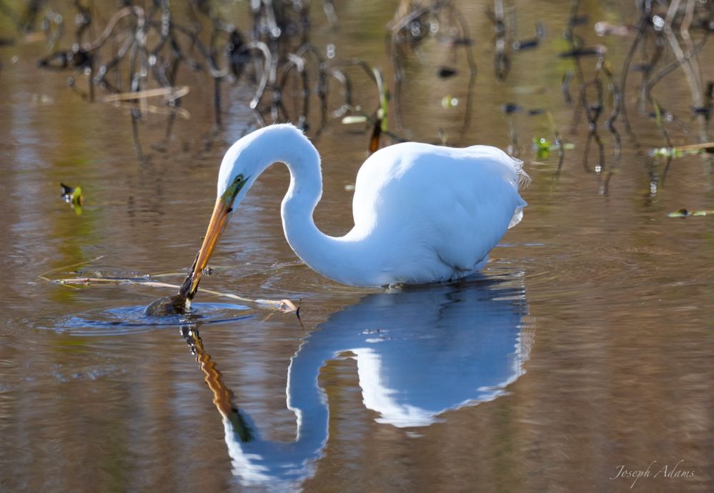 Crane feeding26 1-Resize.jpg