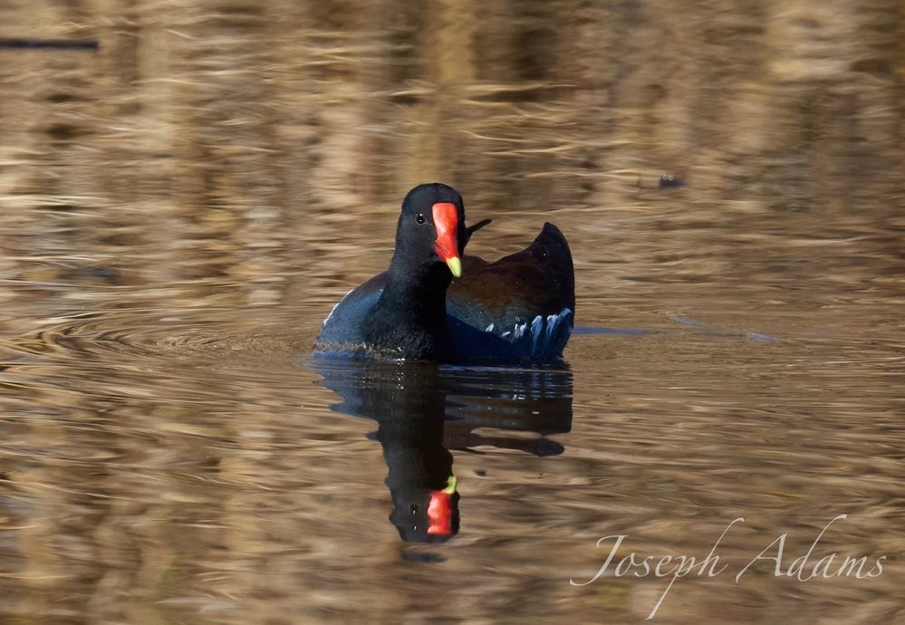 Ducks feeding 8.jpg