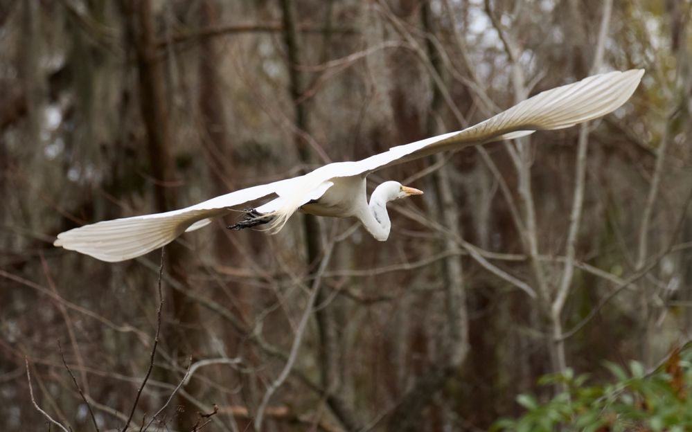 crane in flight print1-Resize.jpg