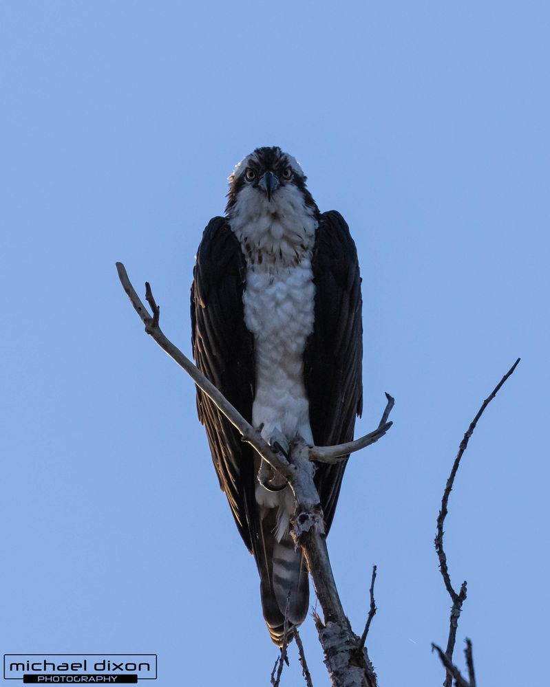 if luca brasi were a bird