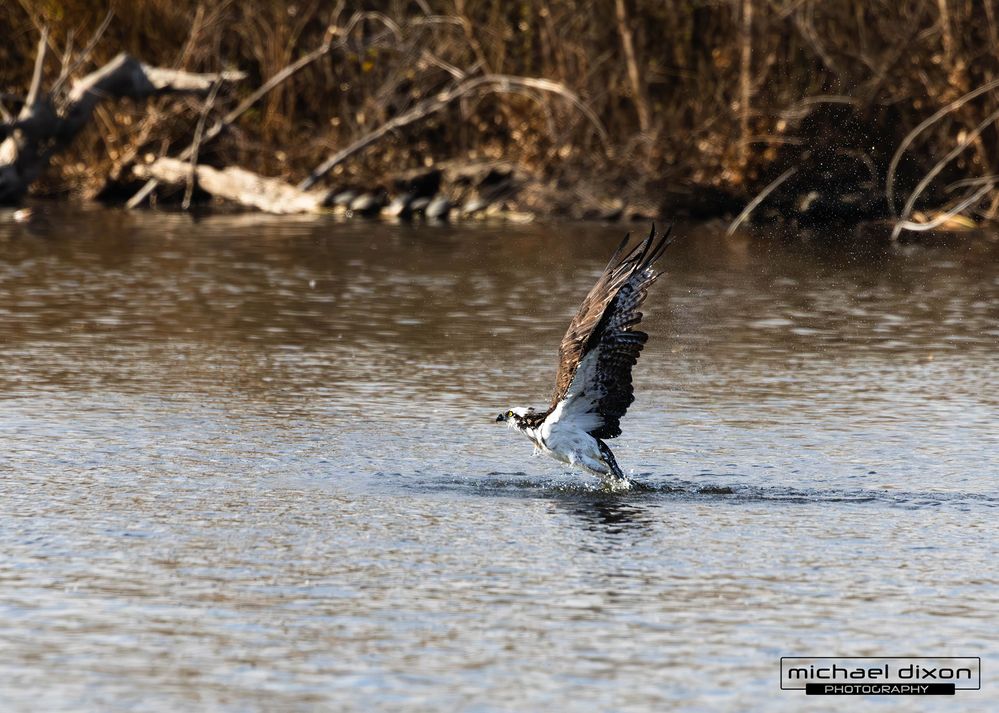 it sat in the water for a few seconds trying to grab something