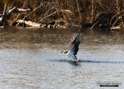 osprey_7x5_08.JPG