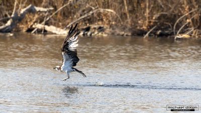 osprey_16x9_01.JPG