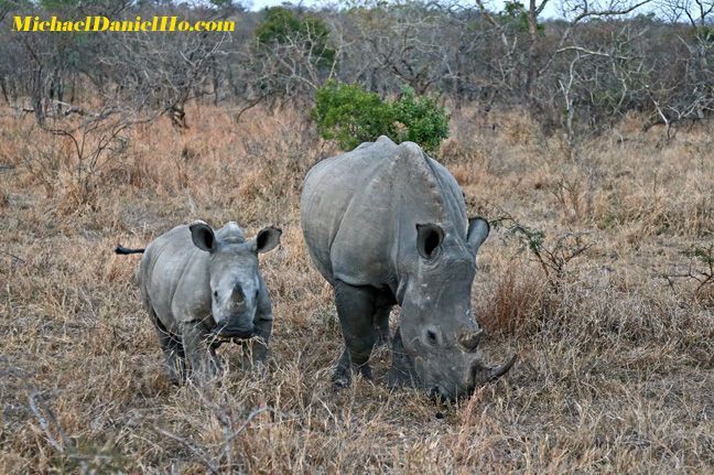 White Rhino mom and calf