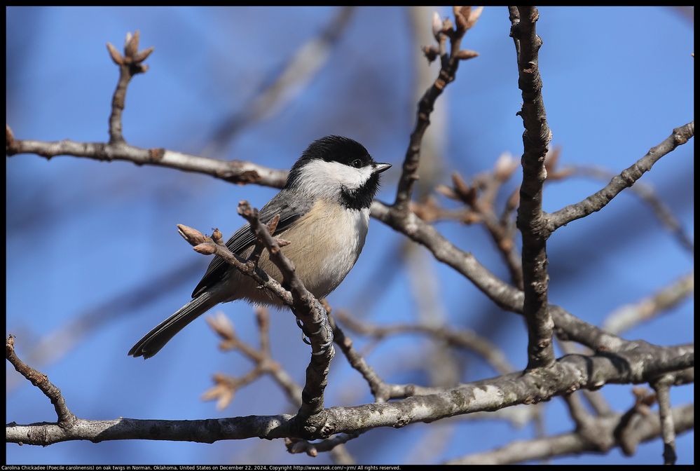 Carolina Chickadee (Poecile carolinensis) on oak twigs Norman, Oklahoma, United States on December 22, 2024 ; EOS R5 ; EF100-400mm f/4.5-5.6L IS II USM +2x III ; 800 mm ; 1/500 second ; F/13 ; distance from camera to bird about 8.5 meters