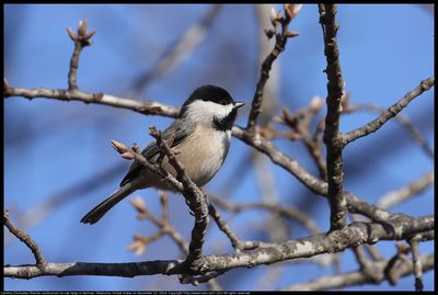 2024dec22_chickadee_IMG_2390c